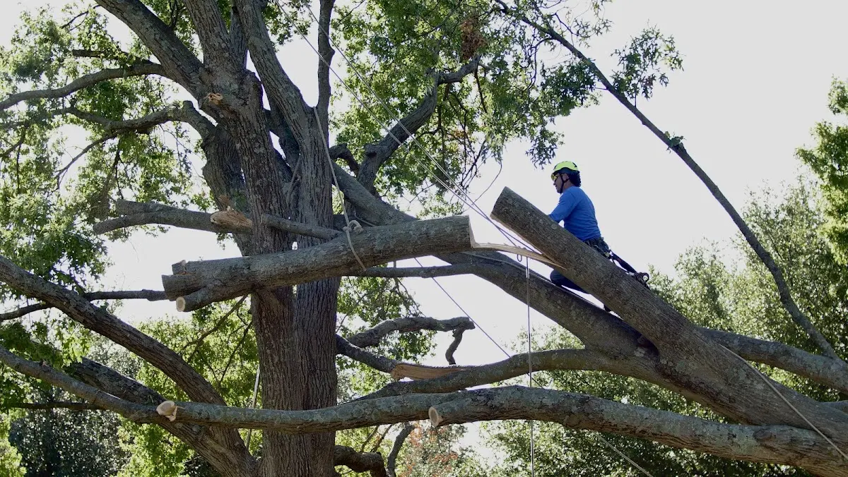 Professional Crown Thinning performed by certified arborists in Guild